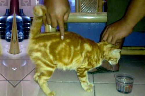 Kucing Berlafaz Allah Hebohkan Bandung: Rajin Bangunkan Shalat Shubuh