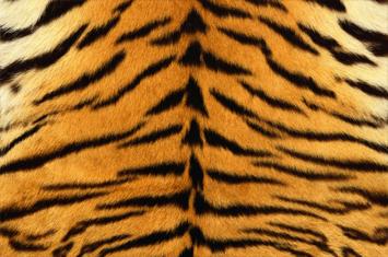 Larangan Memakai Pakaian Dari Kulit Harimau