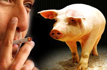 Zat Babi Ada dalam Sebatang Rokok. Merokok Berarti Menghisab Babi