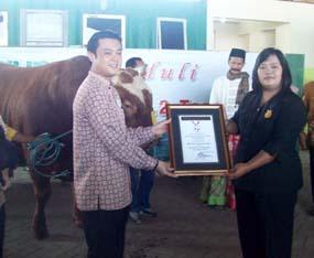 Sapi Kurban Terberat di Indonesia Pecahkan Rekor MURI