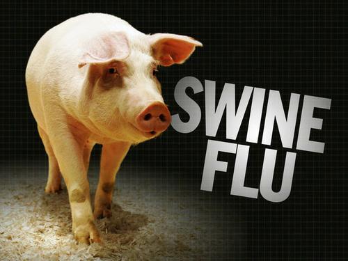 Cegah Flu Babi, Cukup Makan Tempe