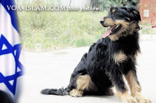 Aneh!! Rabi Israel Meyakini Pengacara Sekuler Bisa Inkarnasi Jadi Anjing Liar