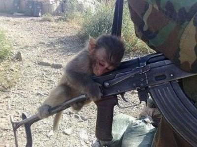 Taliban Punya Pasukan Baru ''Tentara Monyet''
