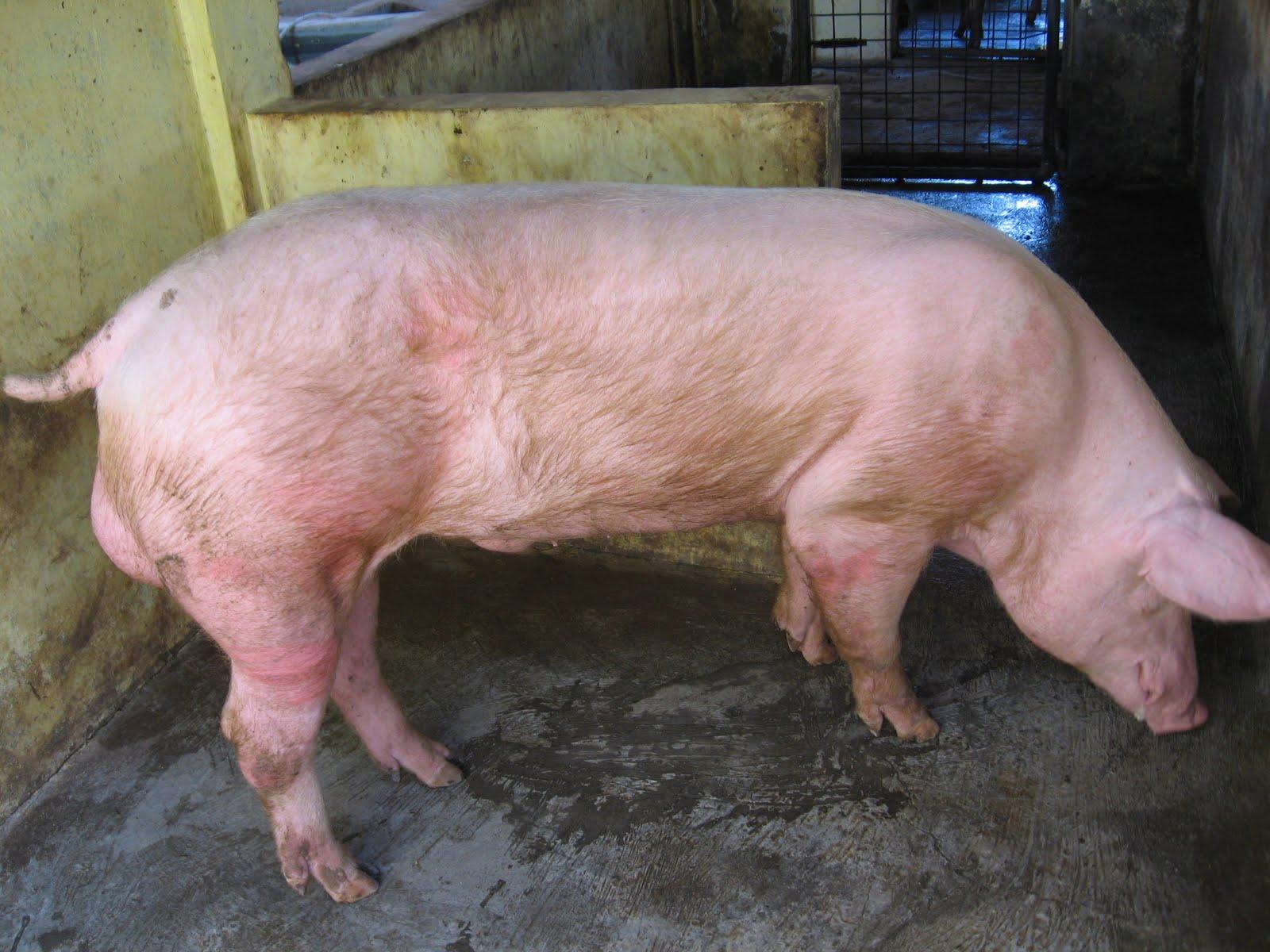 Banyak Melanggar Aturan, Jabar akan Tutup Peternakan Babi 