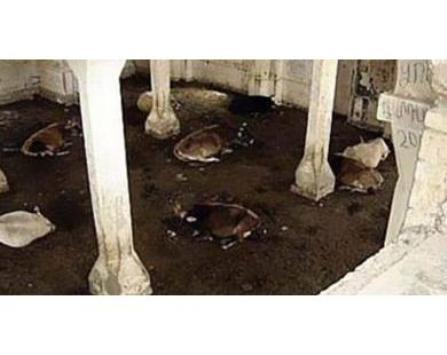 Musibah! Armenia Ubah Masjid Bersejarah Jadi Kandang Babi 