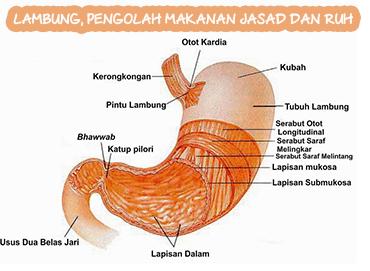 Kenali Tubuh (1): Lambung, Pengolah Makanan Jasad dan Ruh