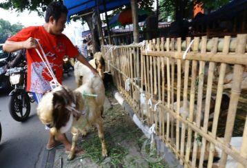 Larang Jualan Hewan Kurban, Ahok Tak Mengenal Tradisi Warga Tanah Abang