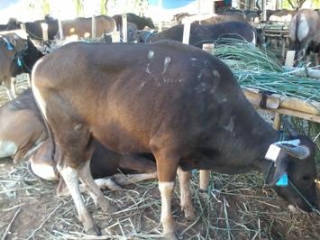 Sapi Bali Harga Rp. 11 Juta Tinggal 2 Ekor. Anda Berminat, Booking dari Sekarang!