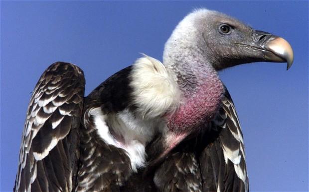 Sudan Tangkap Burung Nasar Mata-mata Israel