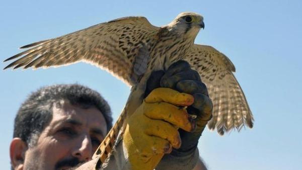 Turki Bebaskan Burung ''Mata-mata'' Israel