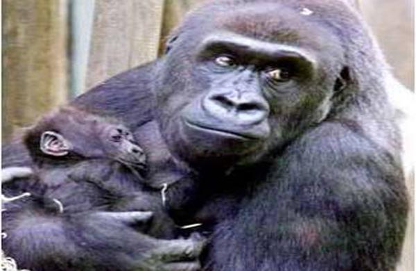Mutiara Hikmah dari Penasehat KPK: Antara Gorila dan Manusia