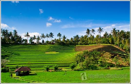 Antisipasi Krisis Pangan, Yuk Belajar dari Kisah Nabi Yusuf  As