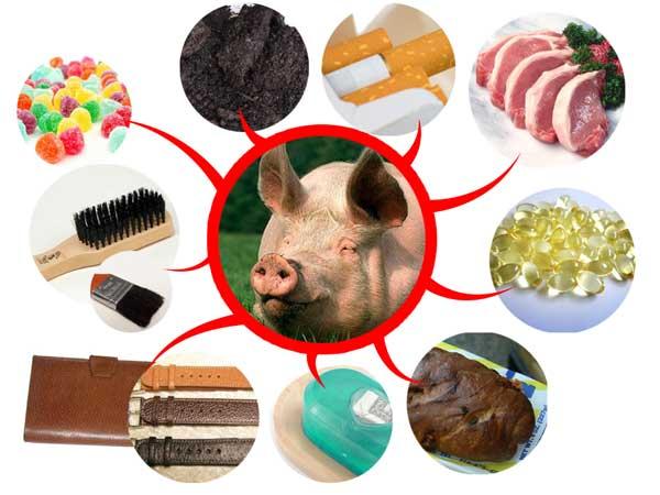 Katalis Minyak Babi dalam Obat, Halalkah?