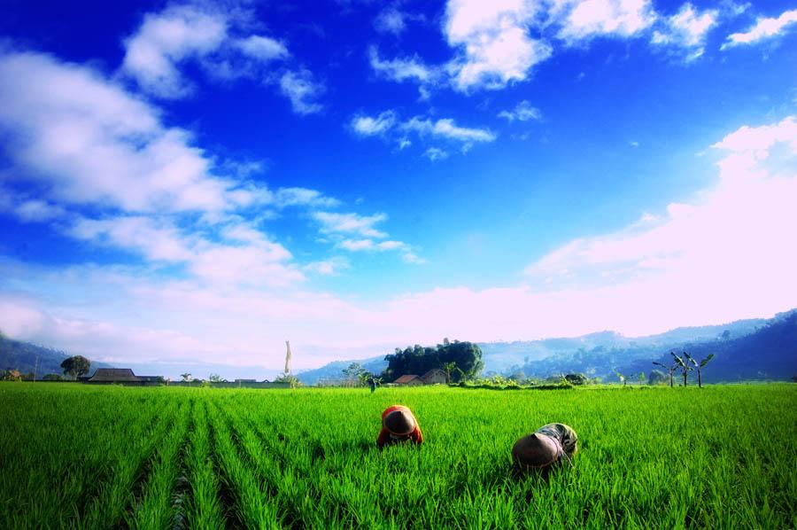 Hijaukan Ibadah: Gerakan 100 Ribu Selamatkan Sawah Produktif