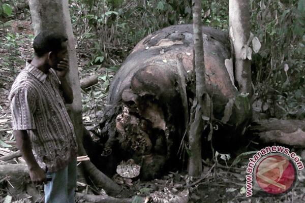 Innalillah, 38 Gajah Sumatera Tewas di Hutan Tanaman Industri Pekan Baru
