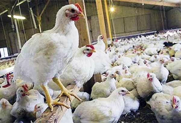 Setelah Apel Amerika, Kini Ayam Impor Juga Dikhawatirkan Mengandung Racun Arsenik