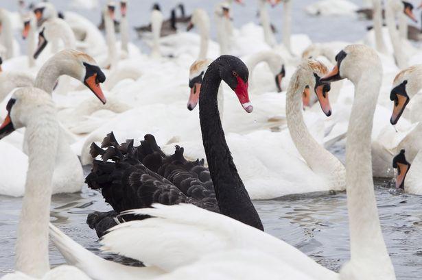 Black Swan: Karena Bedamu adalah Cantik