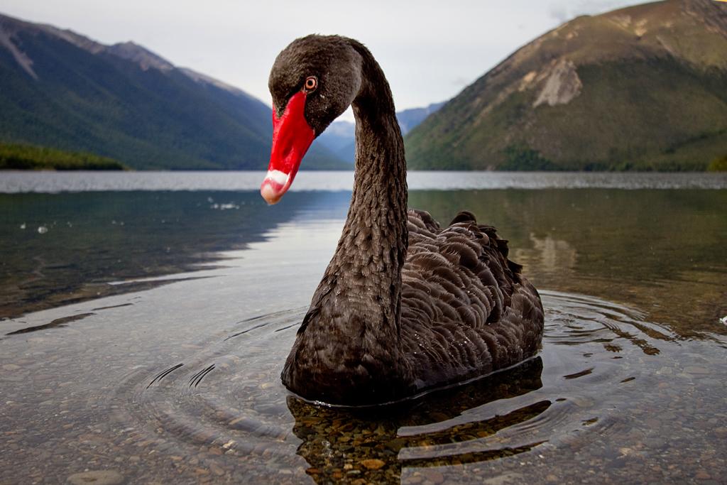 Black Swan: Karena Kecantikan Bukan Hanya Fisik 
