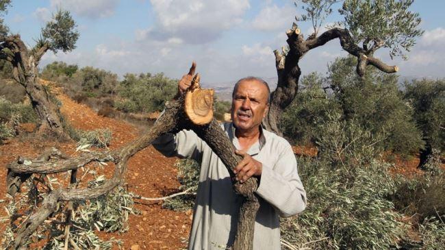 Pemukim Ilegal Yahudi Serang Desa Palestina di Tepi Barat, Bakar Puluhan Pohon Zaitun 