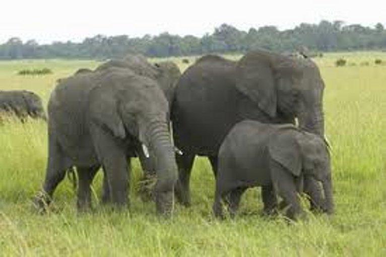 Kawanan Gajah di Di Desa Pinto Rimba Kecamatan Peudada Semakin Meresahkan