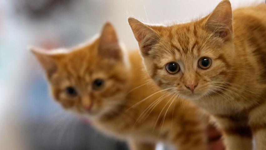 Akibat Pemboman Biadab Rusia Kota Aktivis Suriah di Idlib Miliki Lebih Banyak Kucing dari Pada Orang