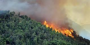 Dari Zaman Presiden Gusdur hingga Jokowi, Hutan Terbakar Satu Tahun Sekali
