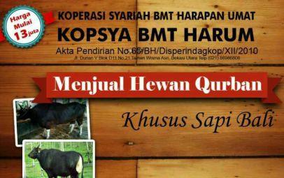 Inilah Daftar Harga Hewan Kurban Sapi Bali di BMT Harum