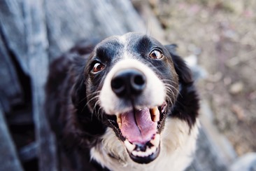 Ngatain Orang “Anjing” Dilarang, Apa Alasannya?