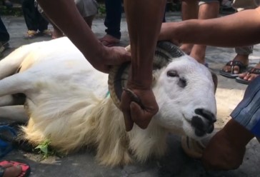 Qurban Seekor Kambing Untuk Sendiri atau Satu Keluarga?