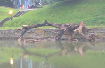 Peradaban Barat Ibarat Pohon Tak Berakar