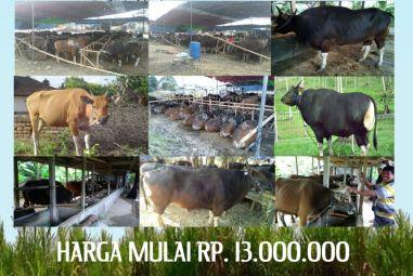 Tersedia Hewan Kurban Sapi Bali dari Harga 13 Jutaan