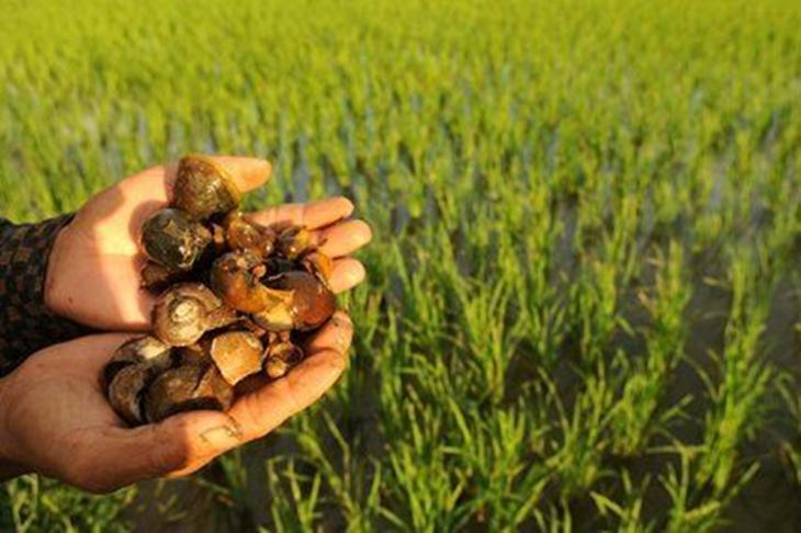 Keong Sawah Pengganti Daging Sapi, Inikah Solusi?