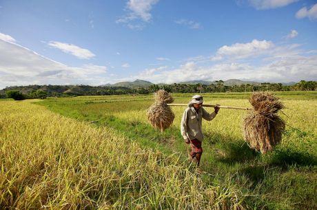 Beras Impor Bikin Petani makin Tekor 