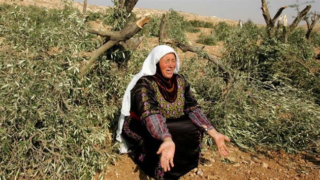 Pemukim Ilegal Yahudi Curi Hasil Panen Zaitun Warga Palestina di Tepi Barat
