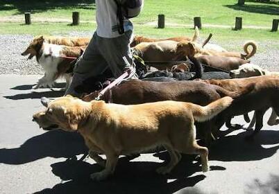 Hamas Larang Warga Bawa Jalan Anjing di Muka Umum di Gaza