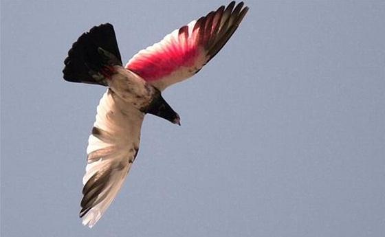India Tangkap Burung Merpati Pembawa Pesan Ancaman pada PM Narendra Modi