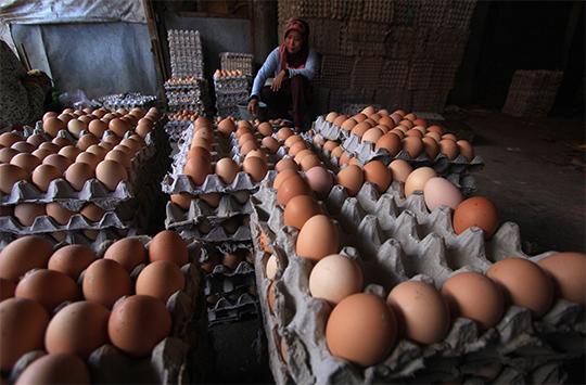 Harga Telur Ayam Melejit, Para Ibu pun Menjerit