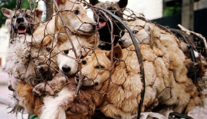 New York Times: Disaat Dunia Mulai Tinggalkan Konsumsi Daging Anjing, di Indonesia Malah Meningkat
