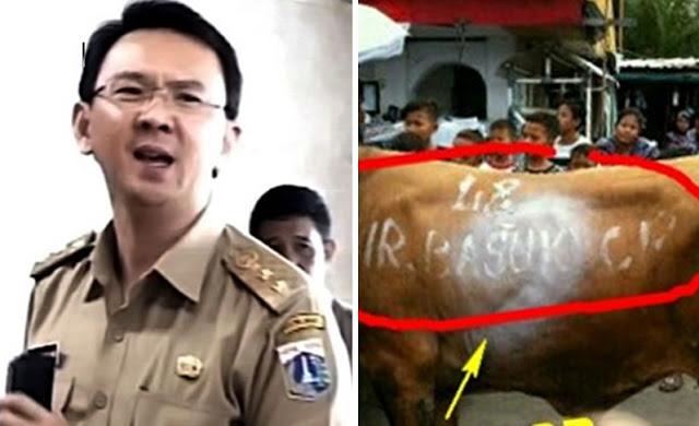 Dua Sapi Kurban Ahok Ditolak Masjid Luar Batang, MUI: Ahok Tidak Memiliki Syarat untuk Kurban