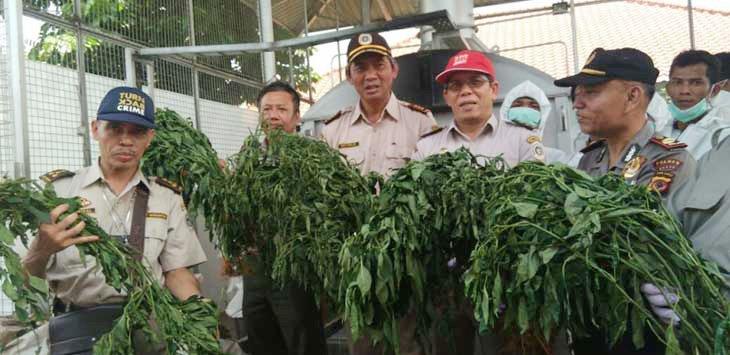 Dahsyat! Cabai Berbakteri yang Ditanam WN Tiongkok Dapat Merusak Tanaman Palawija Warga