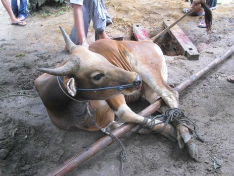 Kurban Lebih Didahulukan Dari Sedekah Untuk Bencana - VOA-ISLAM.COM