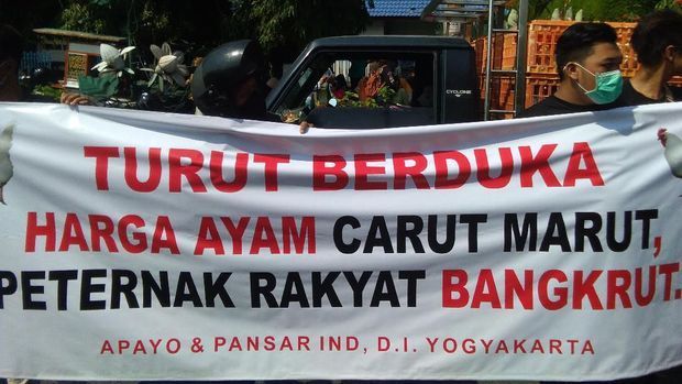 Hadapi Ayam Impor, Rakyat Siap 'Tempur'?