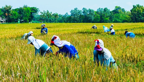 Pentingnya Pertanian