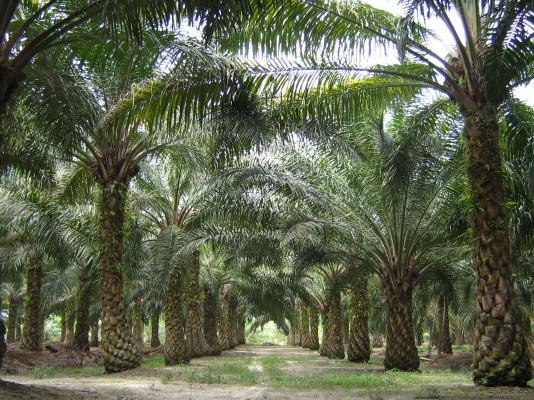 Ikadi Buka Lahan Seratus Hektar Kelapa Sawit untuk Kebutuhan Hidup Para Dai